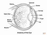 Coloring Pages Eye Anatomy Human Printable Drawing sketch template