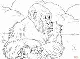 Gorilla Gorille Gorillas Pianura Stampare Print Supercoloring Animali Sheet Montagnes Montagna Impressionante Schede Scuola Didattiche sketch template