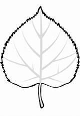 Coloring Leaf Linden Leaves sketch template