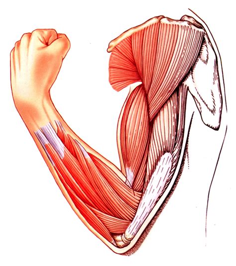 muscle tissue png transparent muscle tissuepng images pluspng