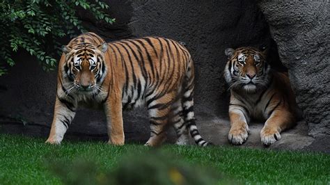 opening day  tigers  detroit zoo   habitat unveiled