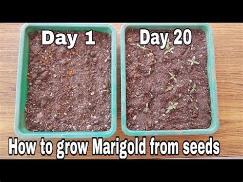 youtube growing marigolds marigold flower seeds