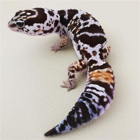 striped white  african fat tailed geckos  nocturnal