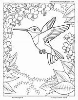 Hummingbird Flower Coloring Drawing Pages Hummingbirds Getdrawings sketch template