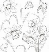 Narcissus Daffodil Narzissen Daffodils Blumen Narzisse Meinmodus Skizzen Matita Aquarell sketch template