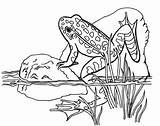 Frog Sapo Colorir Sapos Pond Frogs Imprimir Grenouille Coloriage Lagoa Rã Dessin Natuur Kleurplaten Coloring4free Pedra Colorier Charco Reptiles Bichos sketch template