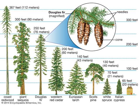 conifer definition characteristics examples types classification