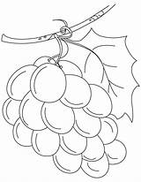Grapes Uvas Weintrauben Fruits Uva Anggur Buah Mewarnai Grape Desenhos Racimos Bestcoloringpages Mosaic Kleurplaat Shopkins Popcorn Flower Draw Popular sketch template
