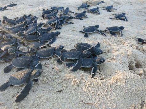 women s group protects turtles by turning trash into eco purses