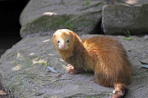 types  domesticated pet ferrets