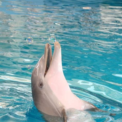 hope  dolphin clearwater marine aquarium