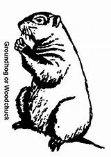 Groundhog Coloring Pages sketch template