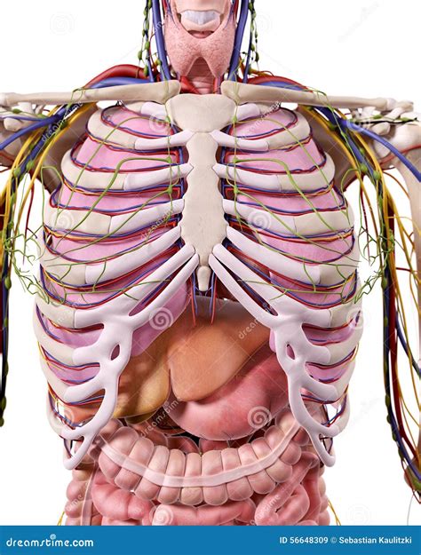 thorax anatomy royalty  illustration cartoondealercom