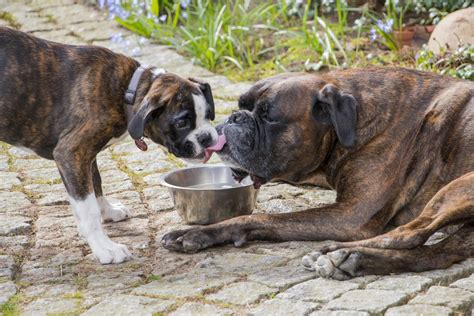 il boxer carattere  caratteristiche loveboxerit