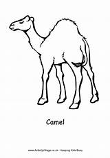 Camel Colouring Coloring Springbok Pages African Animal Simple Designlooter Colour Animals Outline Camels Kids Activityvillage 8kb Village Activity Explore Drawings sketch template
