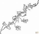 Vine Coloring Drawing Snapdragon Vines Pages Printable Line Pumpkin Colouring Drawings Wisteria Flower Sketch Flowering Template Gif Weinrebe Leaf Getdrawings sketch template