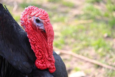 head   turkey  slingeraar  deviantart