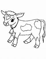 Cow Coloring Pages Calf Baby Clipart Cows Drawing Cute Color Print Animals Cattle Para Printable Cartoon Colorear Dibujos Netart Little sketch template