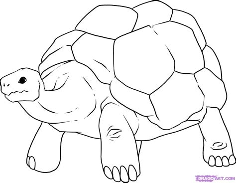 giant tortoise coloring   designlooter