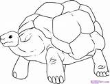 Tortoise Reptiles Designlooter Tortoises Dragoart sketch template