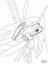 Coloring Frog Pages Frogs Printable Tree Colouring Eyed Coqui Red Green Stadium Drawing Adult Getdrawings Clipart Template Comments Popular Coloringhome sketch template