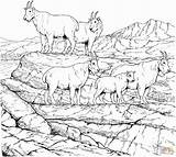 Coloring Mountain Goat Pages Goats Mountains Rocky Herd Billy Gruff Printable Drawing Three Colouring Adult Color Books Adults Clipart Animal sketch template