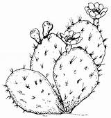 Cactus Coloring Drawing Prickly Pear Pages Texas Flower Symbols Clipart Saguaro Desert Sketch Drawings Dessin Printables Plants Para Kids Plant sketch template