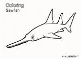Sawfish Coloring Designlooter 1700px 54kb 2338 sketch template