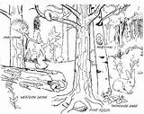 Forest Coloring Animals Live Where Pages Habitat Sketch Template sketch template