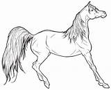 Horse Arabian Coloring Head Drawing Getdrawings sketch template