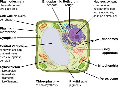 simple eukaryotic cell structure