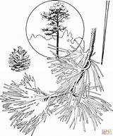 Coloring Pine Tree Pages Ponderosa Trees Evergreen Drawing Bristlecone Printable Pencil Getdrawings Printables Template Christmas Sheet Popular Book sketch template