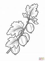 Gooseberry Coloring Pages Branch Berries Drawing Fruits Printable sketch template