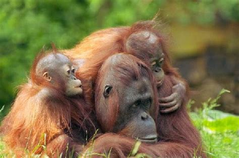 orangutan  babies