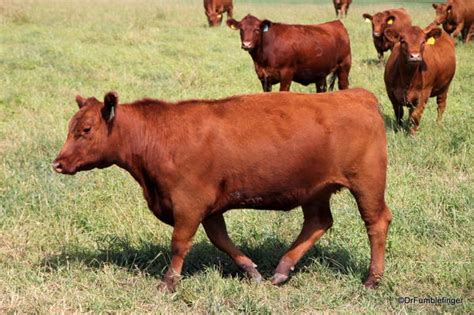 curious cattle travelgumbo