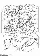 Scorpion Coloring Pages Edupics Sheets Printable Adult Colouring Drawings Large Book sketch template