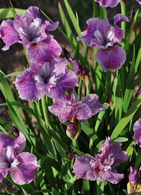 pin  siberian iris