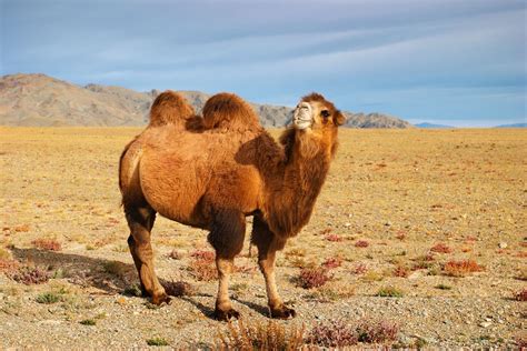 camello bactriano medio ambiente