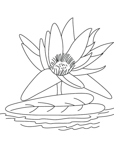 water lily coloring page  getcoloringscom  printable colorings