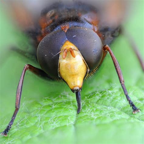 awesome volucella zonaria male insectza