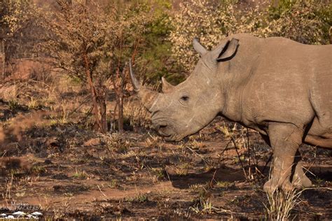 What Is The Difference Between The Black And White Rhino Updated