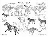 African Grassland Savanna Safari Habitats Biome Habitat Labeled Biomes Coloringbay Traveling sketch template