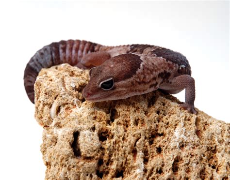 african fat tailed gecko care sheet gecko care