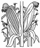 Corn Coloring Field Pages Stalk Clipart Plant Cornstalk Drawing Indian Stalks Printable Vegetables Fruits Cornfield Clip Kids Line Template Color sketch template