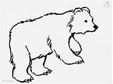 Bear Coloring Pages Polar Brown Drawing Color Animals Printable Bears Cute Cartoon Baby Outline Colouring Animal Clipart Kids Print Drawings sketch template