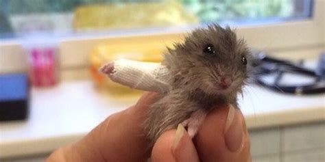 Tiny Hamster Gets Tiny Cast Viral Hamster Photo