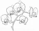 Orchidea sketch template