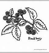 Coloring Pages Leaf Leaves Color Nature Food Blackberry Sheets Template Leafs Printable Trees Found Tree sketch template