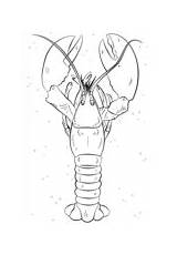 Lobster Coloring Crustacean Pages Kids Drawing Getdrawings sketch template