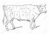 Beef Drawing Cutting Cow Getdrawings sketch template